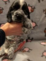 Innocenzo dell'Amarettini (7½ Wochen)