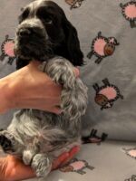 Ignacio dell'Amarettini (7½ Wochen)