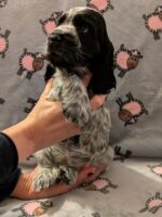 Ignacio dell'Amarettini (7½ Wochen)