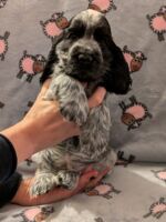 Ignacio dell'Amarettini (7½ Wochen)