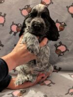 Ignacio dell'Amarettini (7½ Wochen)