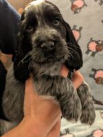 Ilario dell'Amarettini (7½ Wochen)