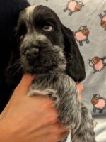 Ilario dell'Amarettini (7½ Wochen)