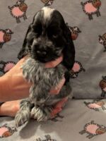 In honorem Tini dell'Amarettini (7½ Wochen)