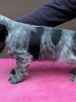 Ignacio dell'Amarettini (9 Wochen)