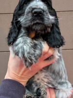 Innocenzo dell'Amarettini (9 Wochen)