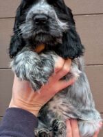 Innocenzo dell'Amarettini (9 Wochen)