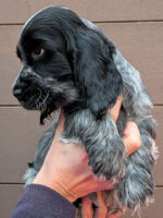 Ilario dell'Amarettini (9 Wochen)