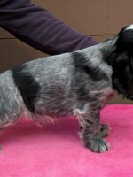 Ilario dell'Amarettini (9 Wochen)