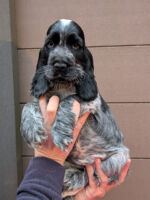 Ignacio dell'Amarettini (9 Wochen)