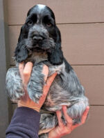 Ignacio dell'Amarettini (9 Wochen)