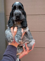 Ignacio dell'Amarettini (9 Wochen)